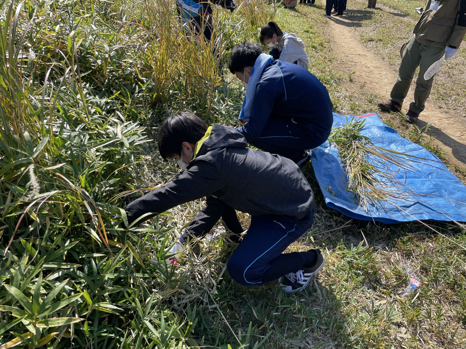 中学２年生　東お多福山のススキ草原再生作業を行いました